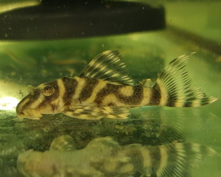 Hypancistrus Chocolate Zebra Pleco L270 3cm